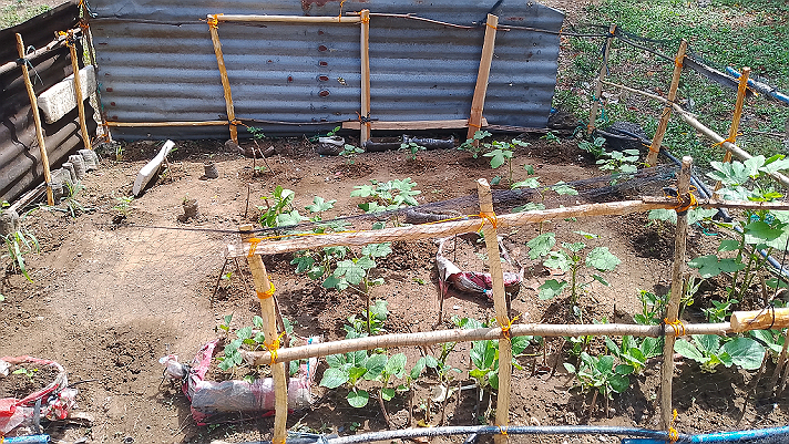 This is my little garden in my home  #garden #Featured